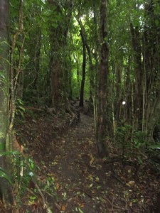 Monteverde 15      